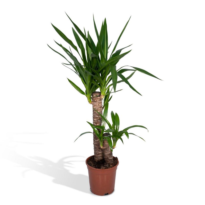 Yucca Elephantipes - Palm Lily - Ø17cm - ↕85cm