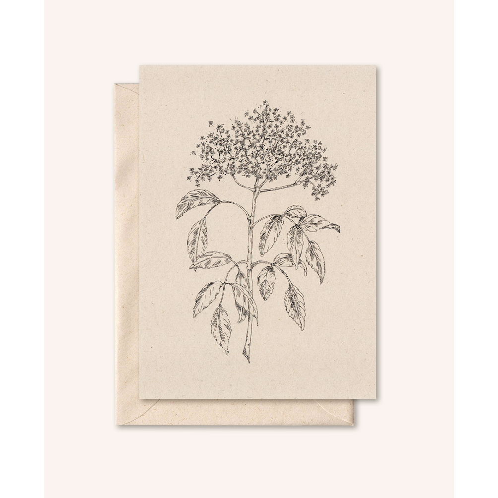 Tarjeta sostenible + sobre | Flor de saúco | flor de saúco