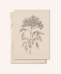 Sustainable card + envelope | Elderflower | elderflower