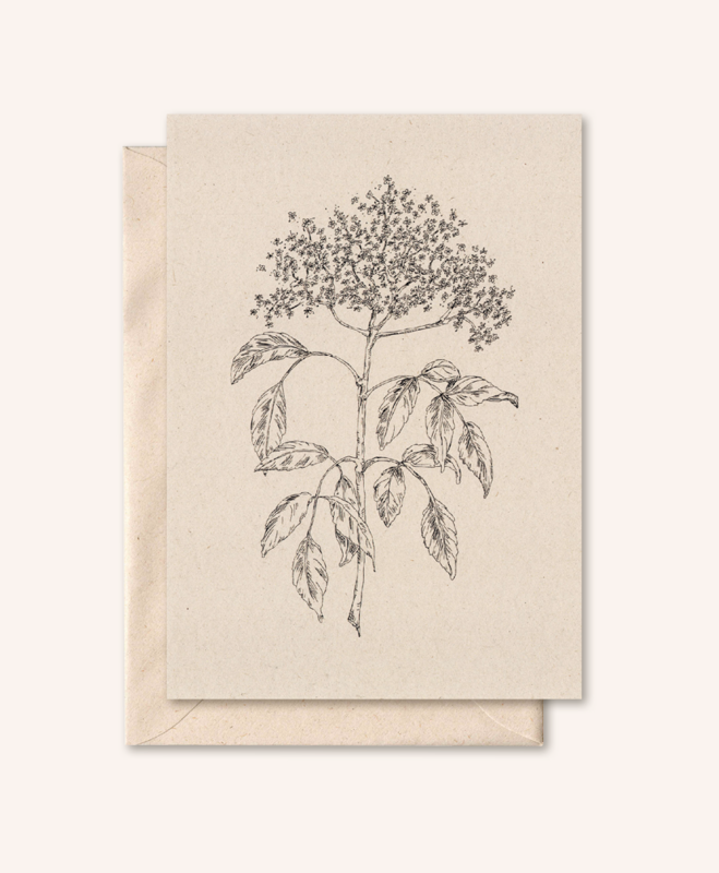 Sustainable card + envelope | Elderflower | elderflower