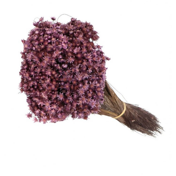 Glixia Mini-Sternblumen