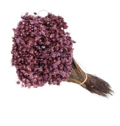 Glixia mini star flowers