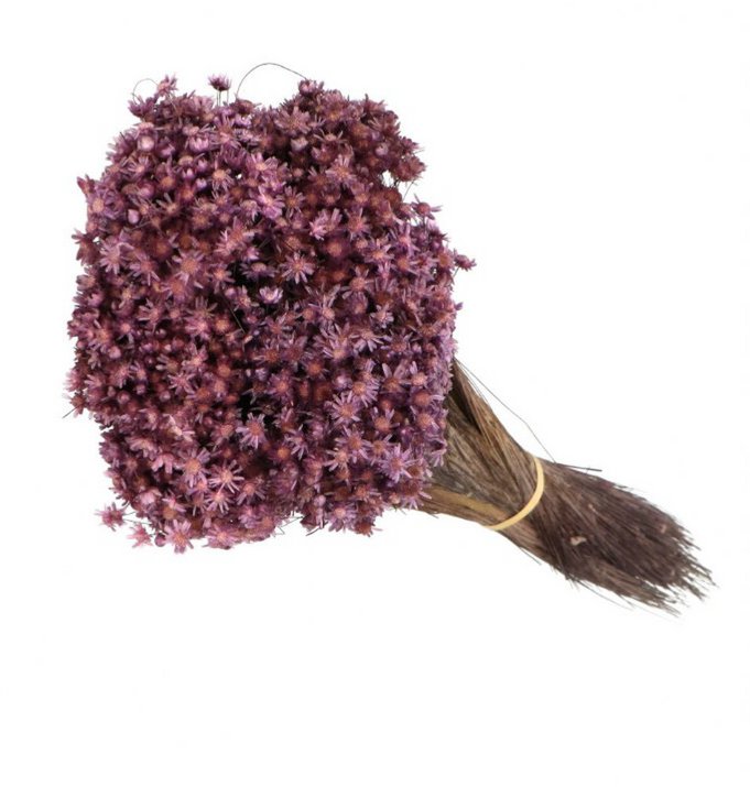 Glixia mini star flowers