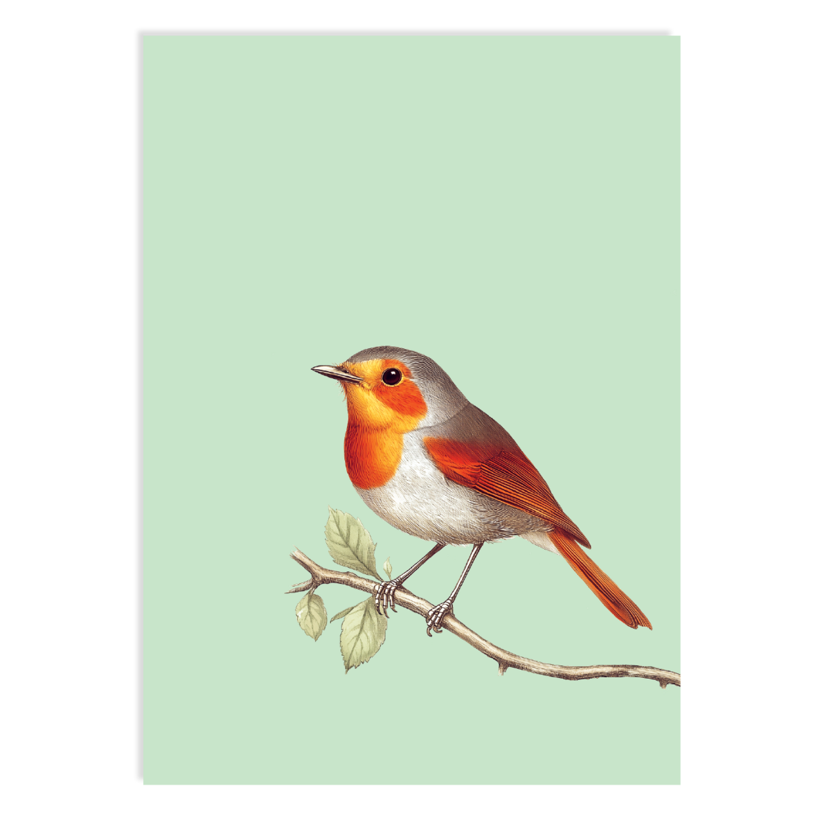 Postkarte Robin