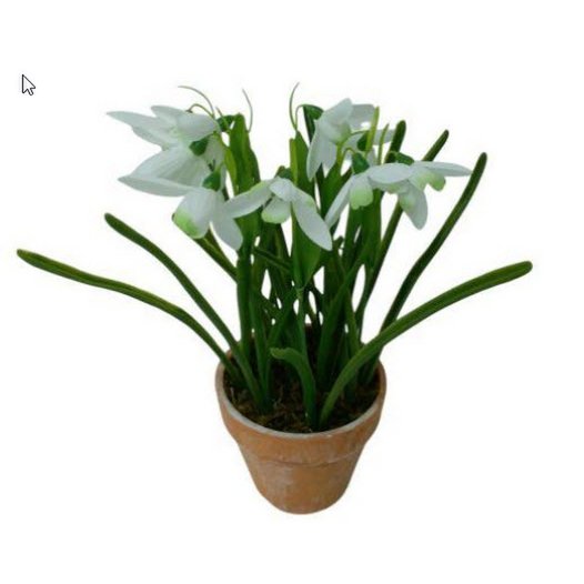 SNOWDROP IN POT     1PC       WHITE
