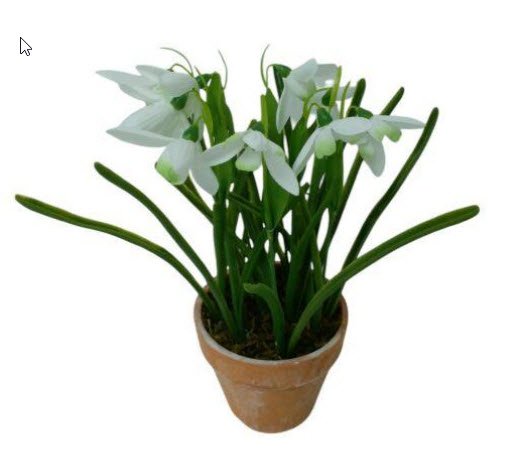 SNOWDROP IN POT     1PC       WHITE