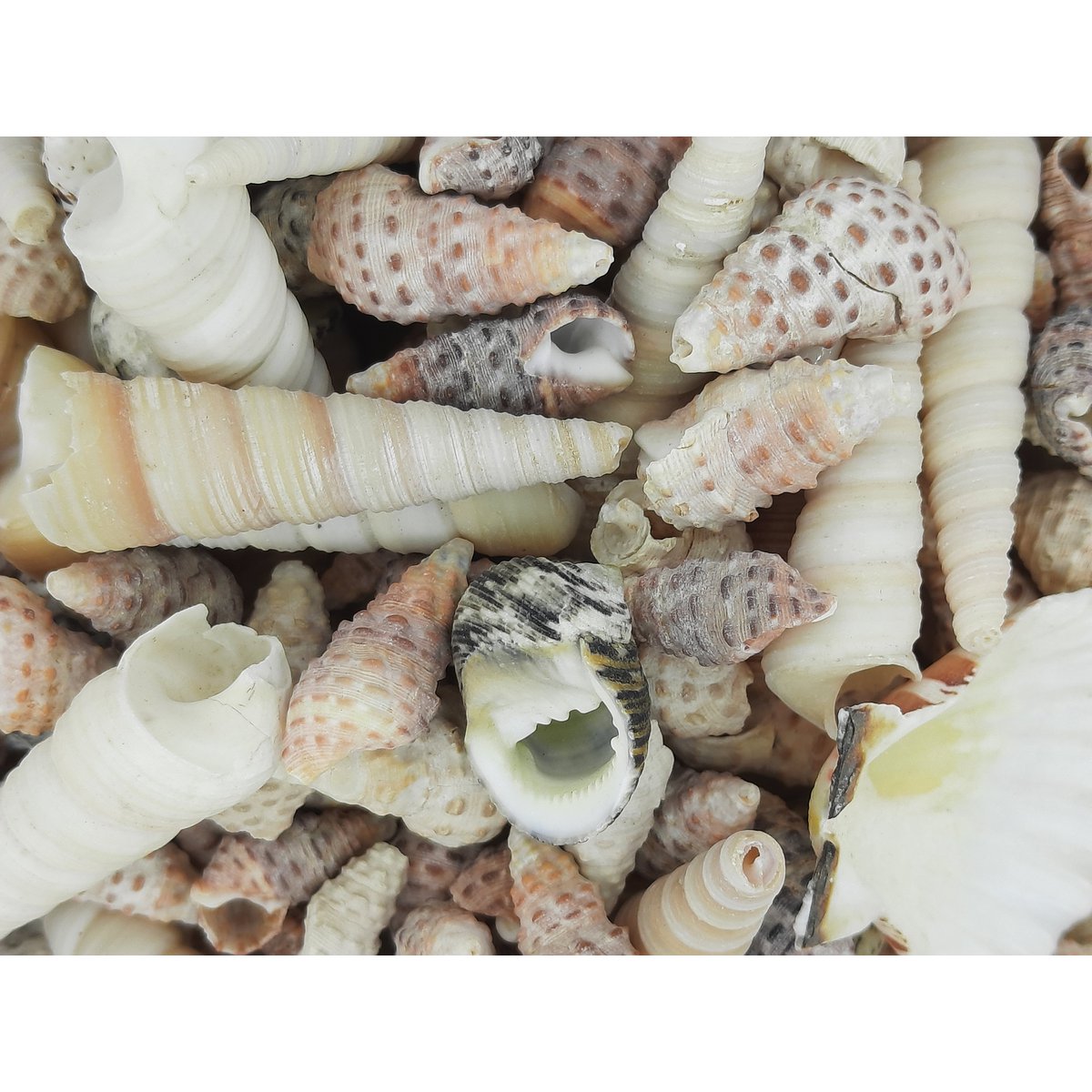 %2378 mélange de coquilles OW