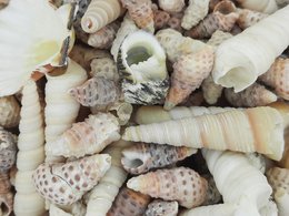 %2378 mélange de coquilles OW