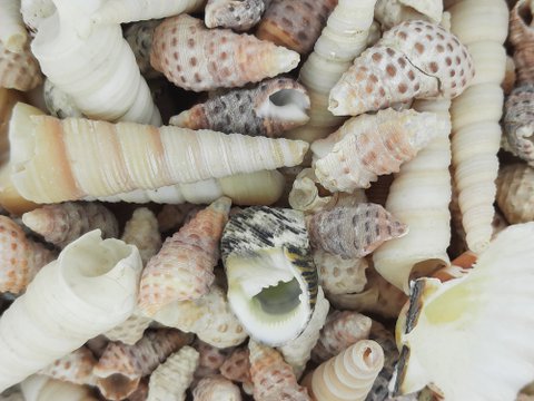 #78 OW Shells mix