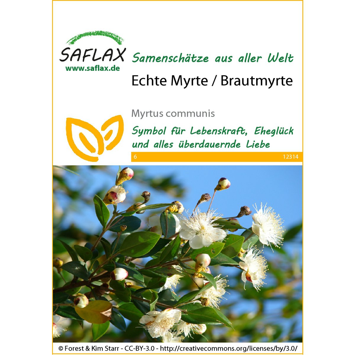 Echte Myrte / Brautmyrte