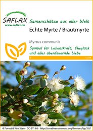 Myrtle real / nupcial Myrte
