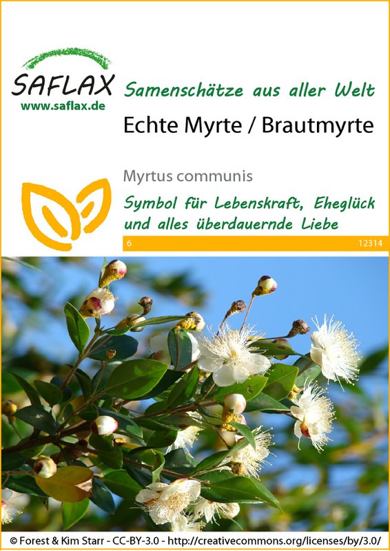 Echte Myrte / Brautmyrte