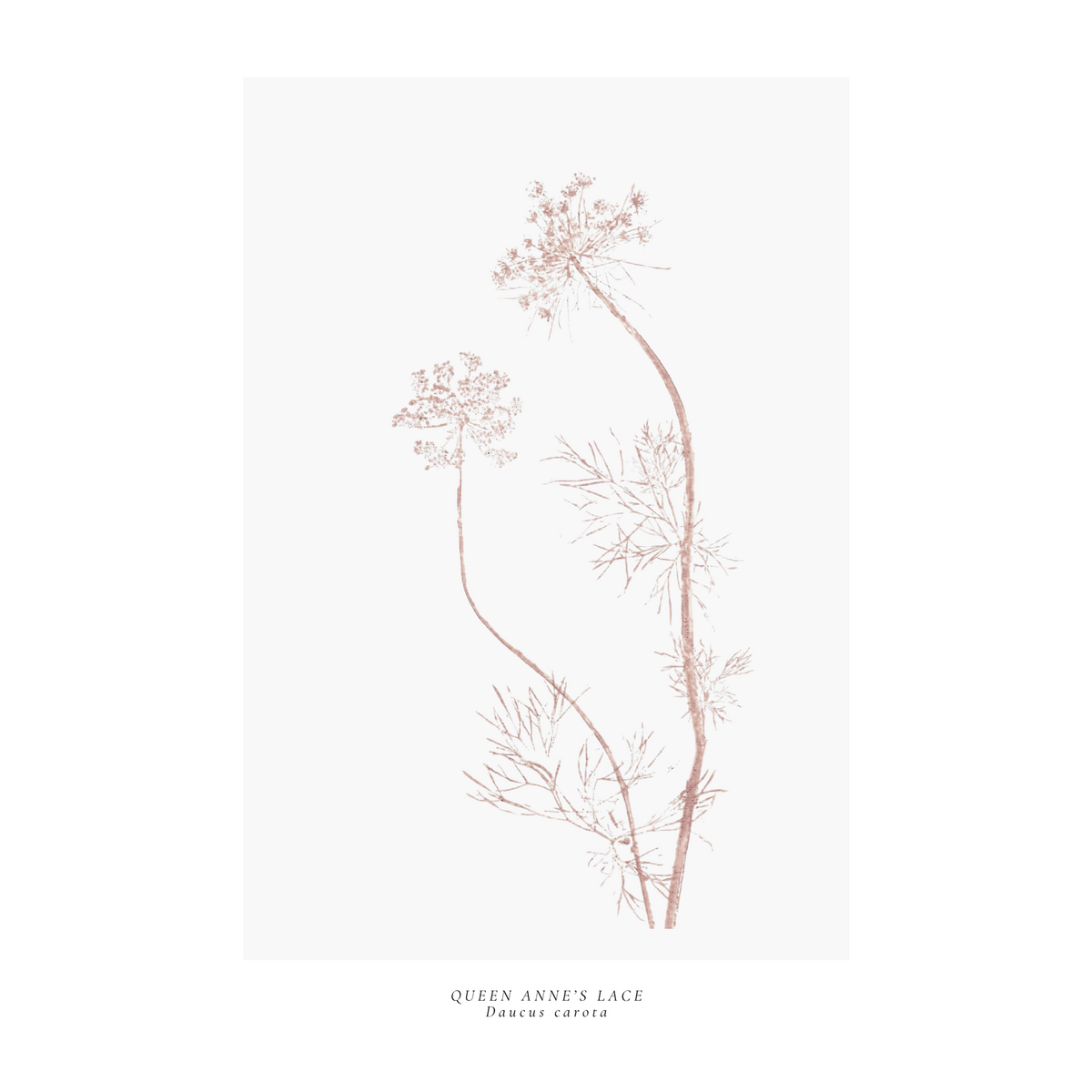 a year in bloom. Set of 12 handprinted floral postcards.