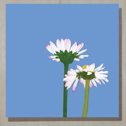 Daisy Card (blomsterkort)