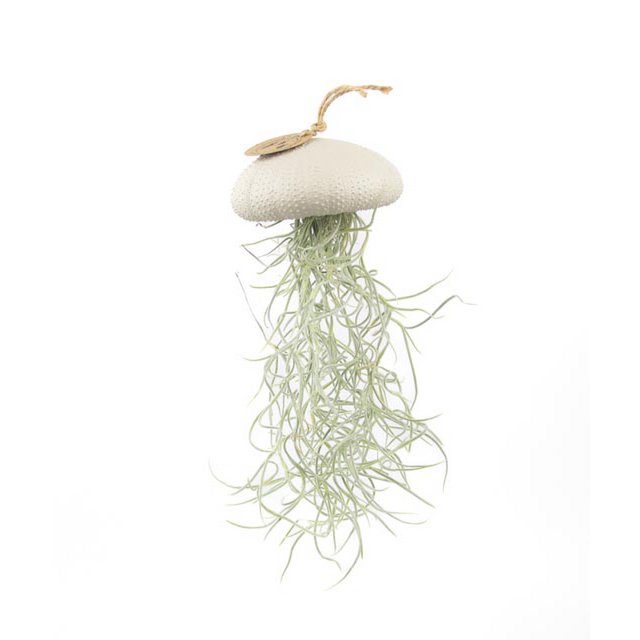 Air Plant Anhänger-Sea-Regent