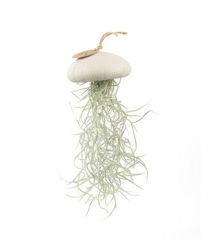 Air plant pendant-Sea reg with Tillandsia-Mushroom-Large