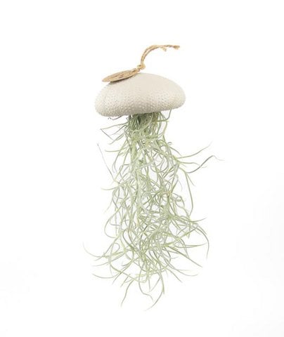 Air plant pendant-Sea reg with Tillandsia-Mushroom-Large