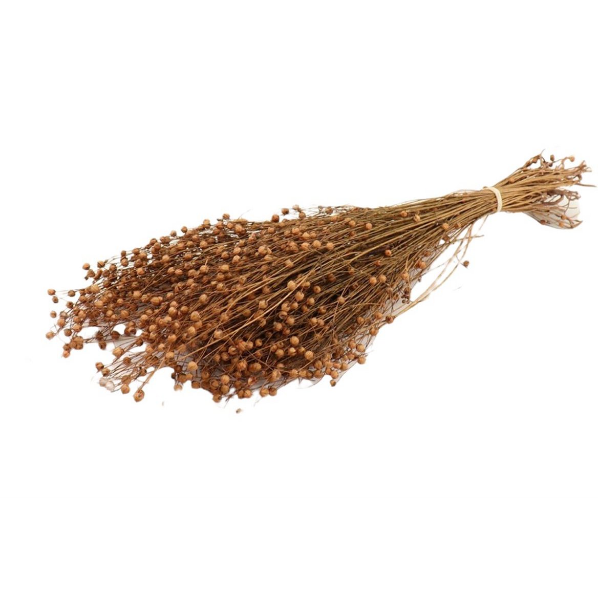 Len, 100g, 50cm, morela