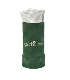 Velvet Green Collection