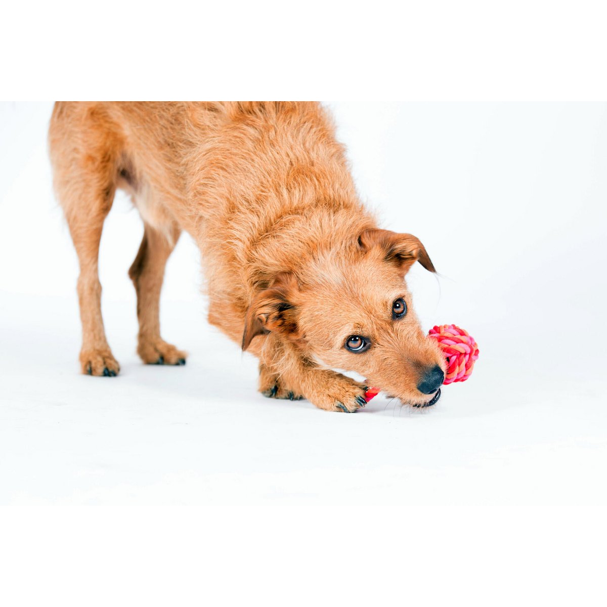 Mini palla a fionda: giocattolo cult per cani