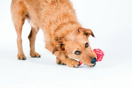 Mini slyngebold - kultlegetøj til hunde