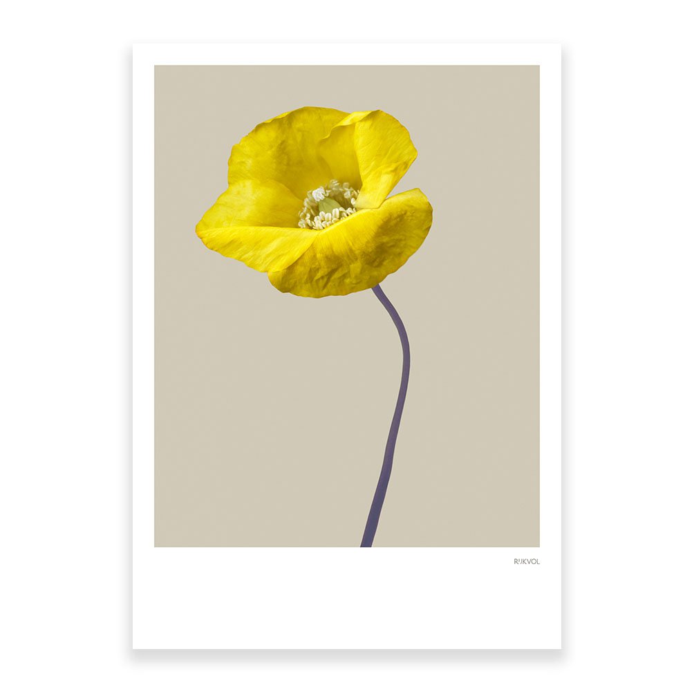 Poppy 03, ansichtkaart