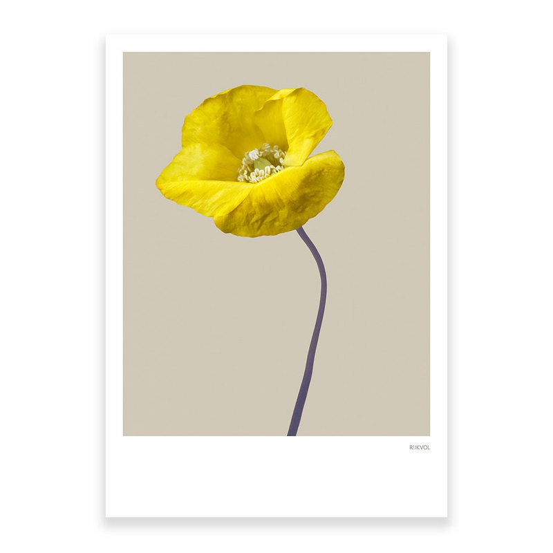 Poppy 03, ansichtkaart