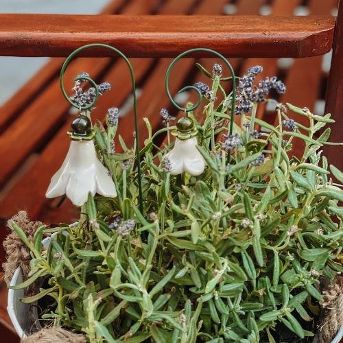 Campanula + bastone