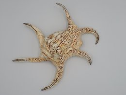Treccia "Lambis chiragra"