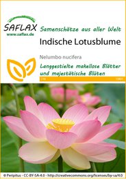  Indische Lotusblume, a beautiful lotus flower with delicate pink petals and a vibrant yellow center. This lotus seed is suitable for growing in aquatic environments.