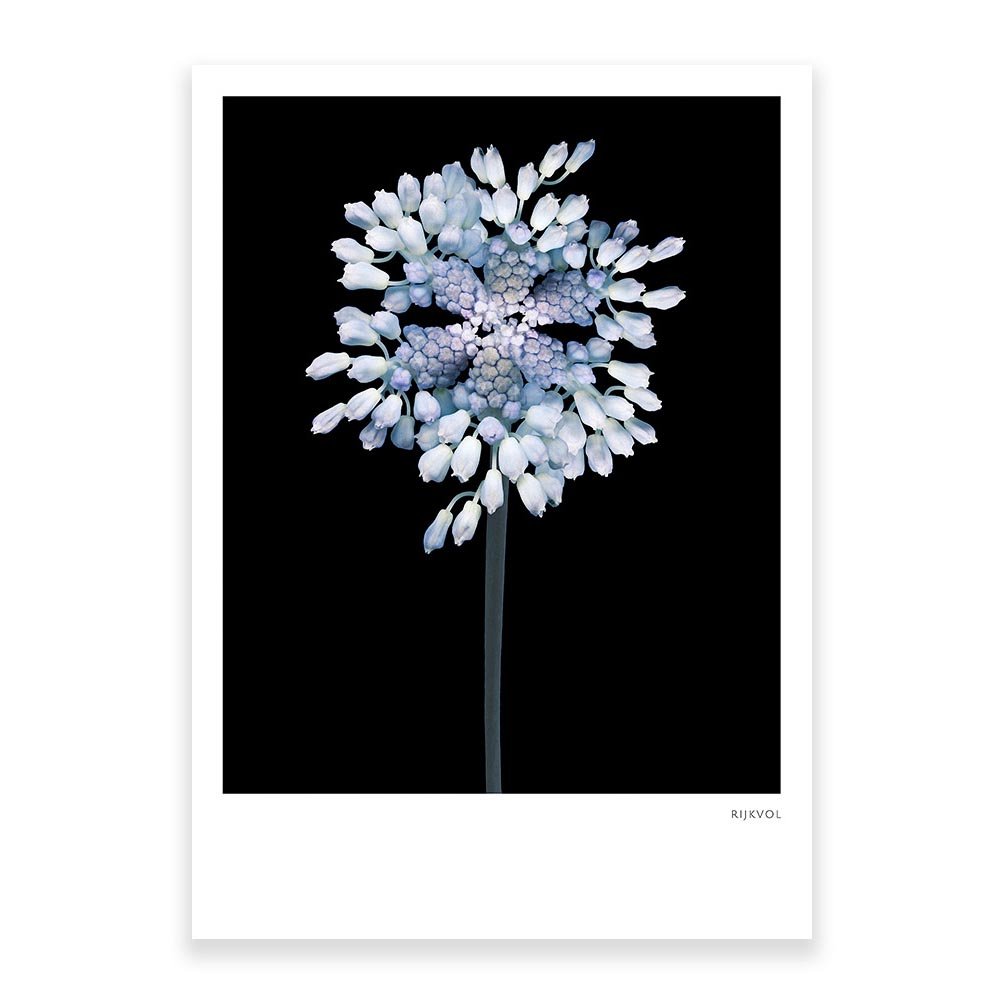 -BlackEdition- FlowerCollage 03, pocztówka