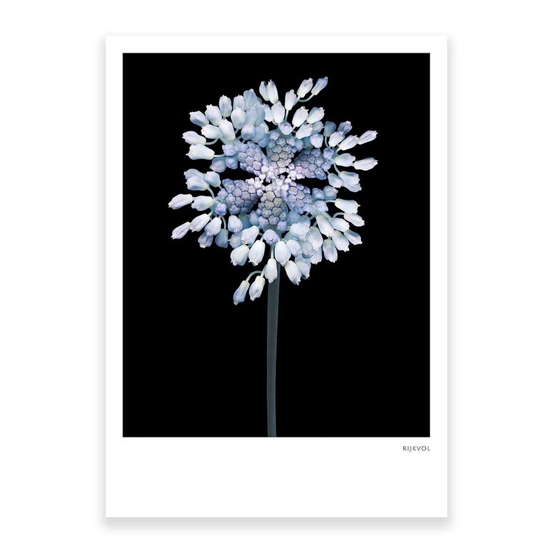 -BlackEdition- FlowerCollage 03, Postkarte