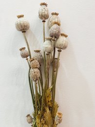 Naturalne suszone kwiaty papaveru