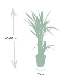 Yucca Elephantipes - Palm Lily - Ø17cm - ↕85cm