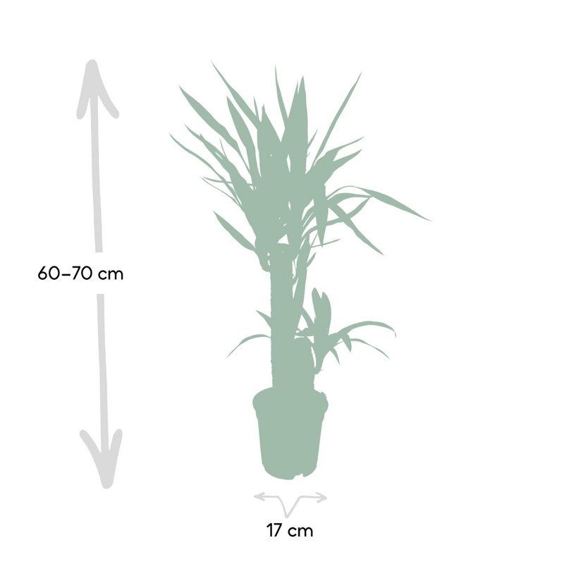 Yucca Elephantipes - Palm Lily - Ø17cm - ↕85cm