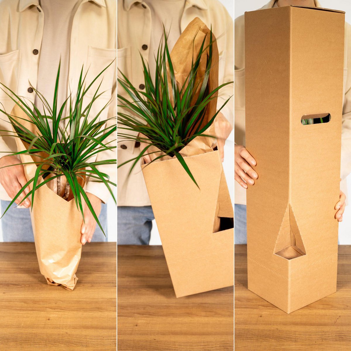 Epipremnum Marble Queen - Scindapsus - Ø15cm - ↕25cm