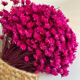 magenta 1 großer Bund