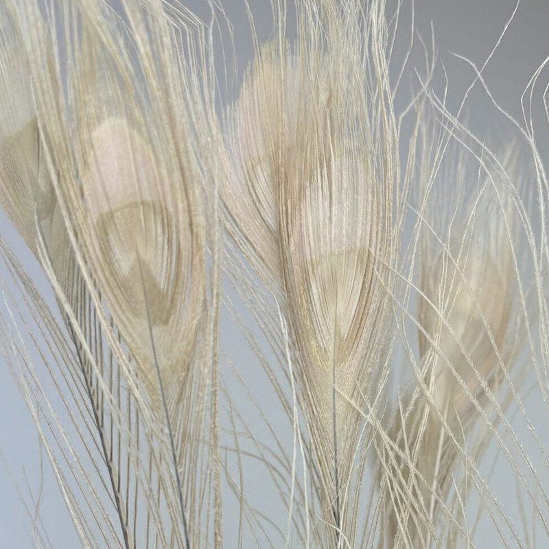 Peacock feathers