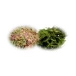 TOFILLO WELLNESS – Kruidentheemengsel Pepermunt & Cistus Incanus