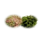 TOFILLO WELLNESS – Kruidentheemengsel Pepermunt & Cistus Incanus