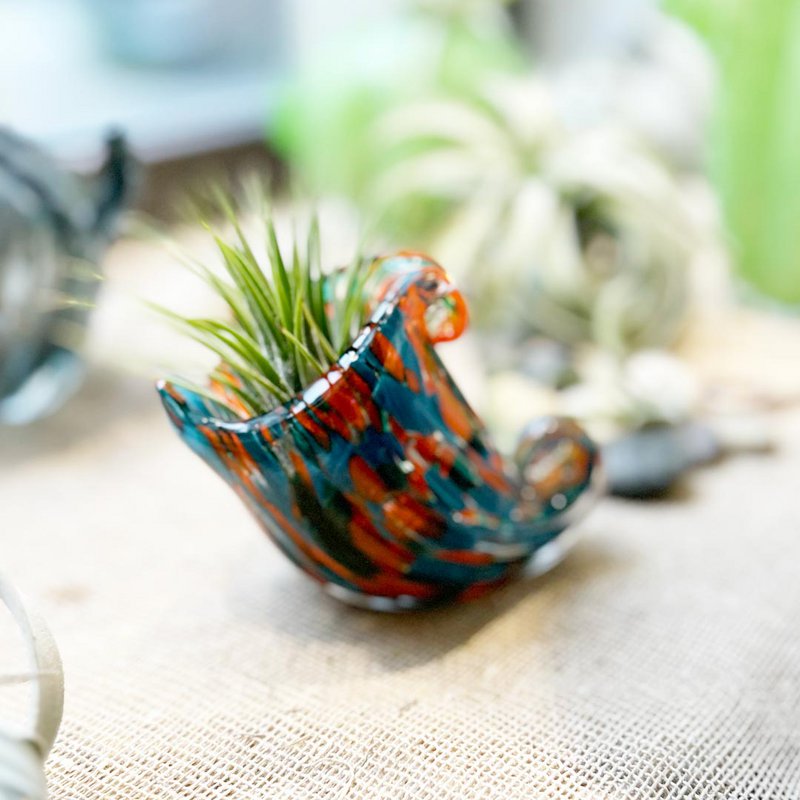 Nautilus vase (med Tillandsia Plant)