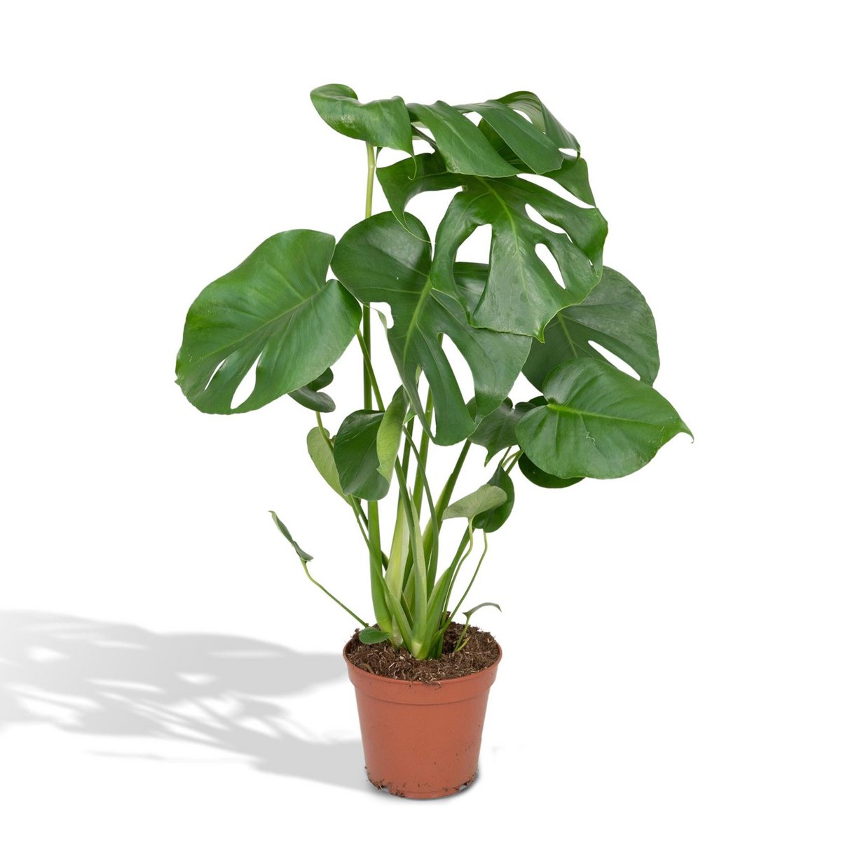 Monstera Deliciosa - Hole plant - Ø17cm - ↕55cm