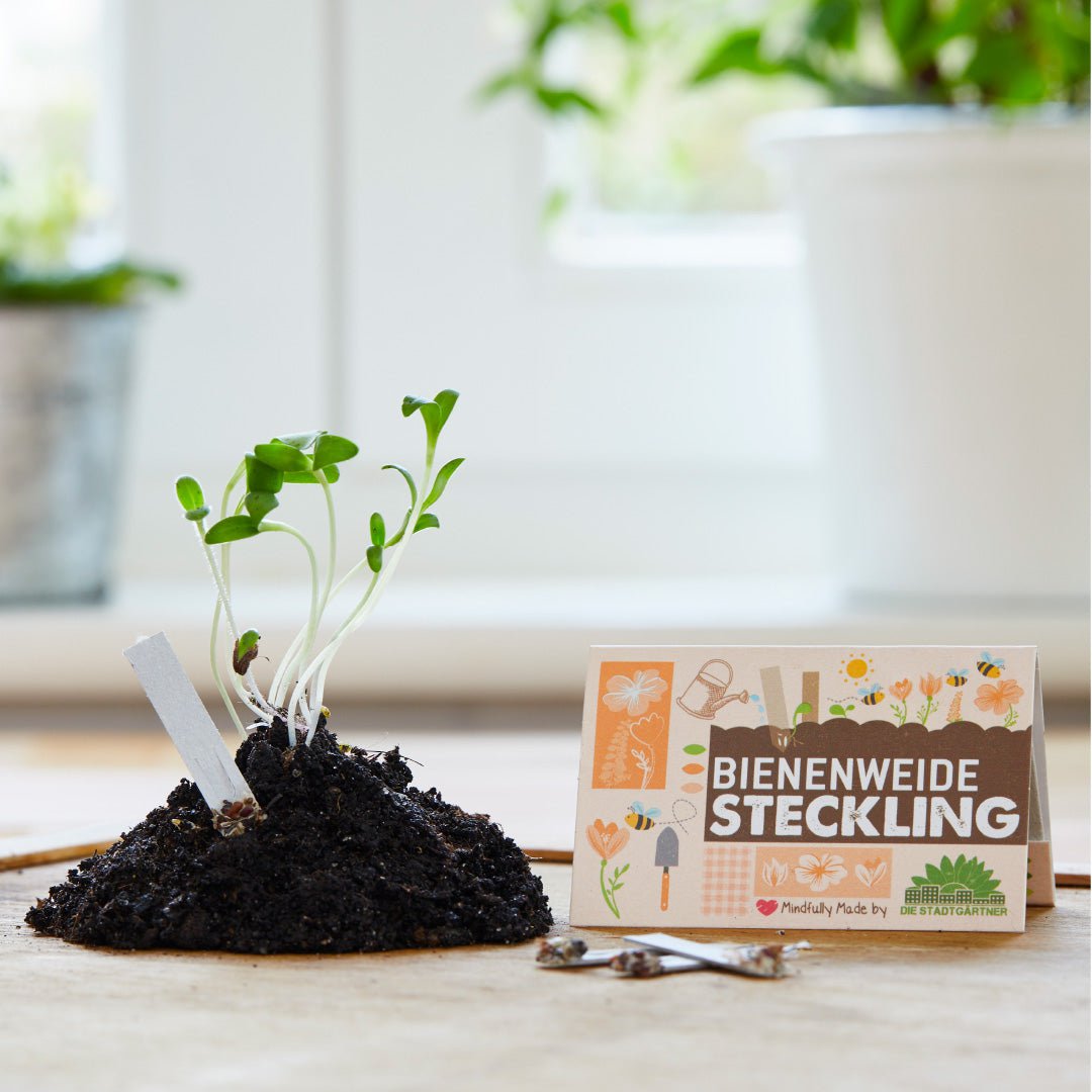 Steckling - Bienenweide