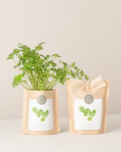 Grow Bag Coriander