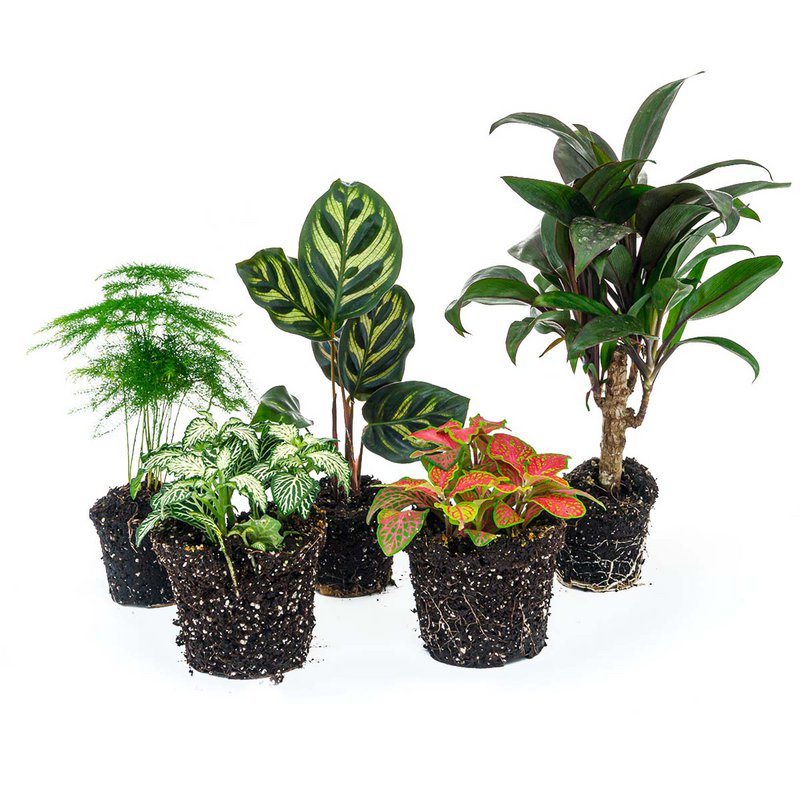 Pflanzenterrarienset - Makoyana - 5 Pflanzen - Palme - Calathea Makoyana - Spargel - Rote und weiße Fittonia