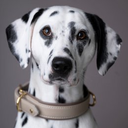 AMICI IVORY - Nappaleder Halsband