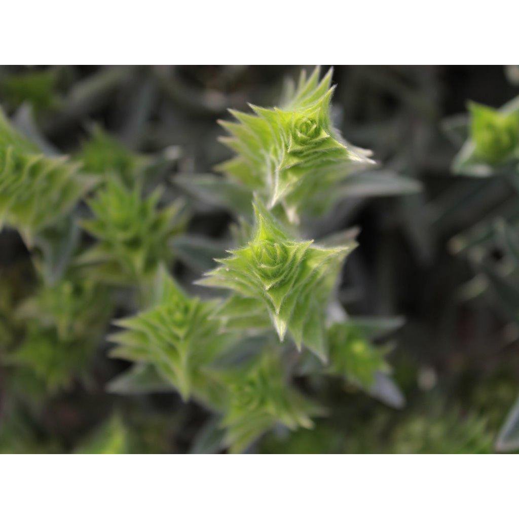 Griechischer Bio Bergtee