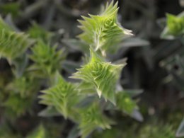 Tè greco di montagna biologico