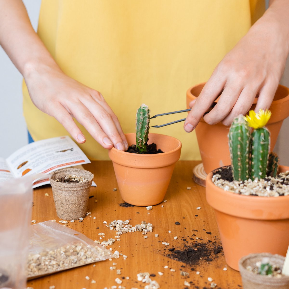 CULTIVEA® Mini Ready to Grow Cactus Kit - Have og dekoration - Gaveidé (Pitaya "Dragon Fruit", Ferocactus, Pilosocereus og Cactus Mix) - Made In France - DIY
