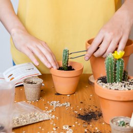 CULTIVEA® Mini Ready to Grow Cactus Kit - Have og dekoration - Gaveidé (Pitaya "Dragon Fruit", Ferocactus, Pilosocereus og Cactus Mix) - Made In France - DIY